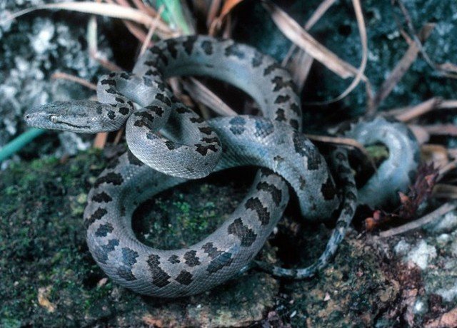 Turks & Caicos Boa Chilabothrus chrysogaster