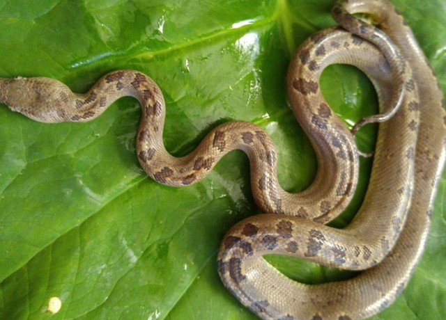 Turks & Caicos Boa Chilabothrus chrysogaster