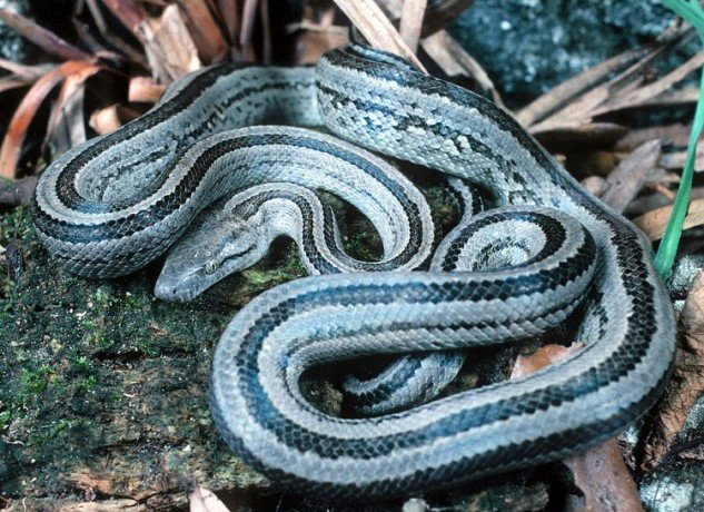 <a href="https://westindianboas.org/west-indian-boas/genus-chilabothrus/chrysogaster/">Turks & Caicos Boa</a> Chilabothrus chrysogaster