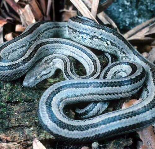 Chilabothrus chrysogaster
