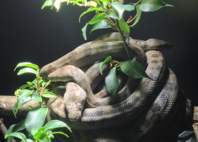 Turks & Caicos Boa Chilabothrus chrysogaster