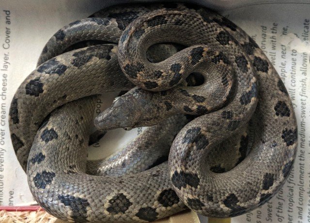 Turks & Caicos Boa Chilabothrus chrysogaster