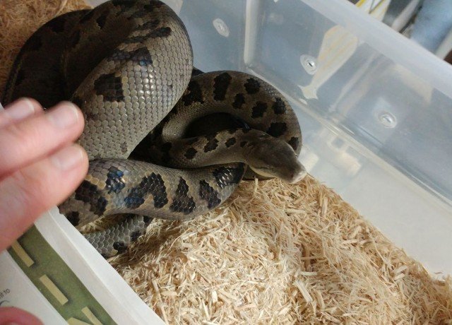 Turks & Caicos Boa Chilabothrus chrysogaster