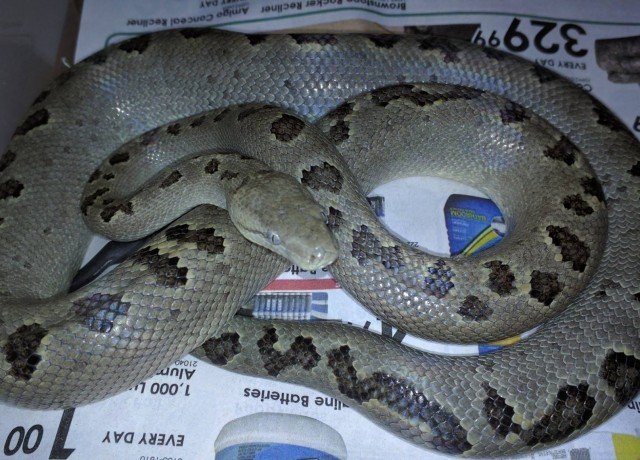 Turks & Caicos Boa Chilabothrus chrysogaster