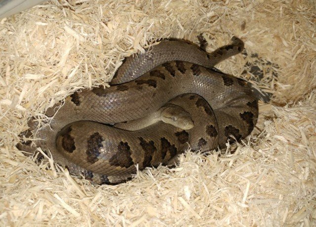 Turks & Caicos Boa Chilabothrus chrysogaster