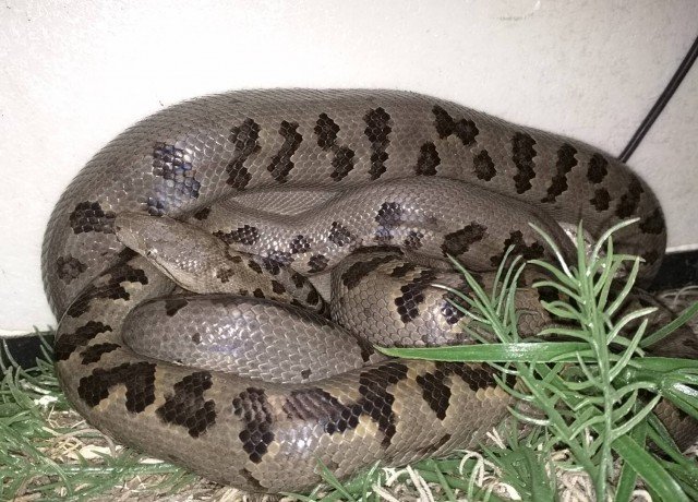 Turks & Caicos Boa Chilabothrus chrysogaster