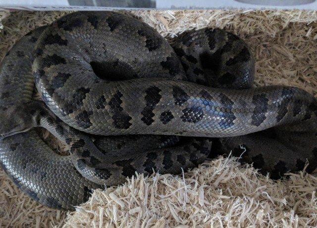 Turks & Caicos Boa Chilabothrus chrysogaster