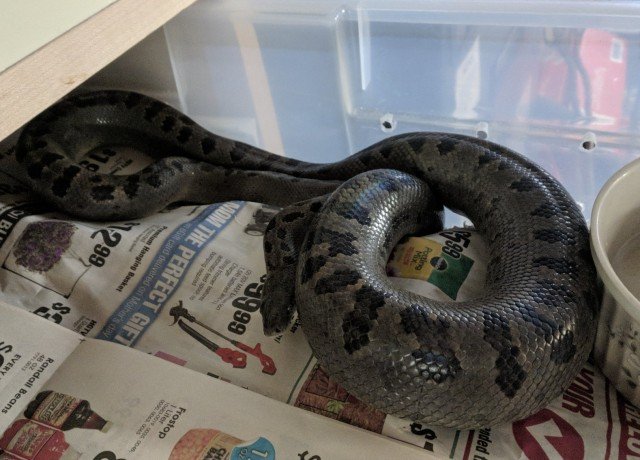 Turks & Caicos Boa Chilabothrus chrysogaster