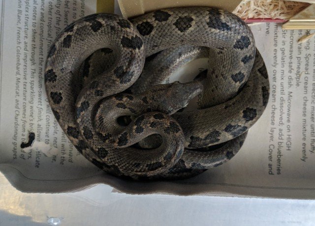 Turks & Caicos Boa Chilabothrus chrysogaster