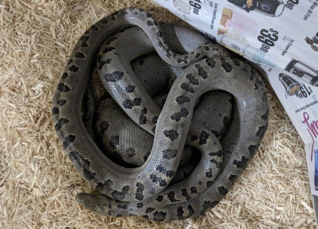 Turks & Caicos Boa Chilabothrus chrysogaster