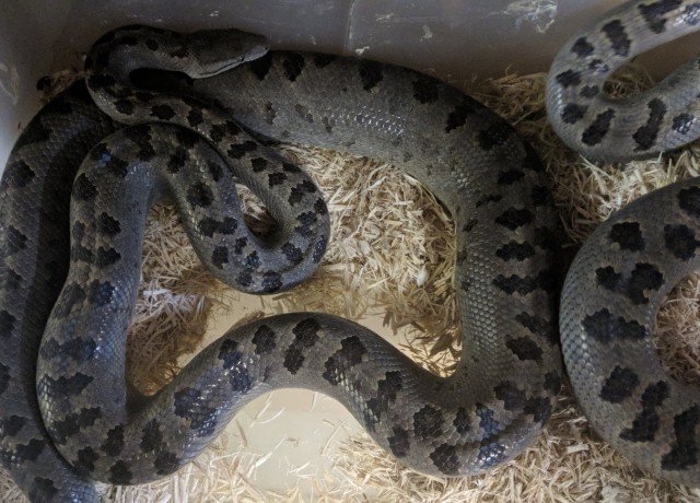 Turks & Caicos Boa Chilabothrus chrysogaster