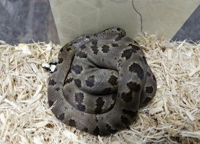 Turks & Caicos Boa Chilabothrus chrysogaster