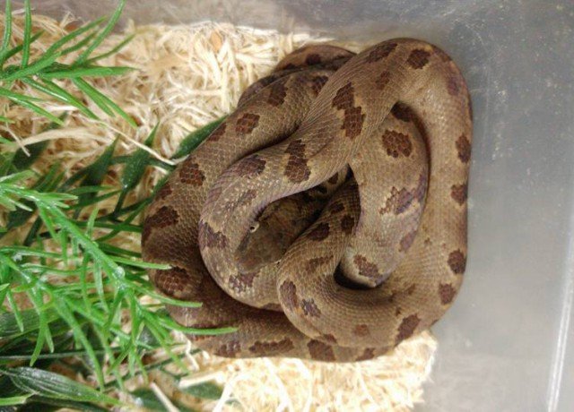 Turks & Caicos Boa Chilabothrus chrysogaster