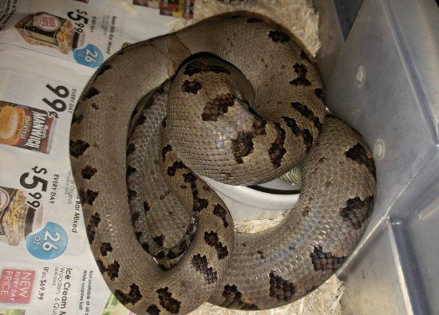 Turks & Caicos Boa Chilabothrus chrysogaster