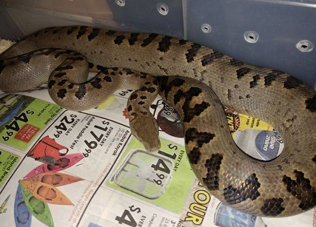 Turks & Caicos Boa Chilabothrus chrysogaster