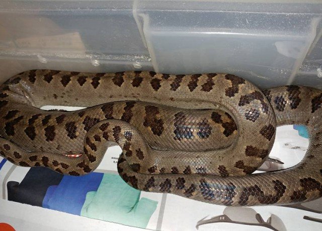 Turks & Caicos Boa Chilabothrus chrysogaster