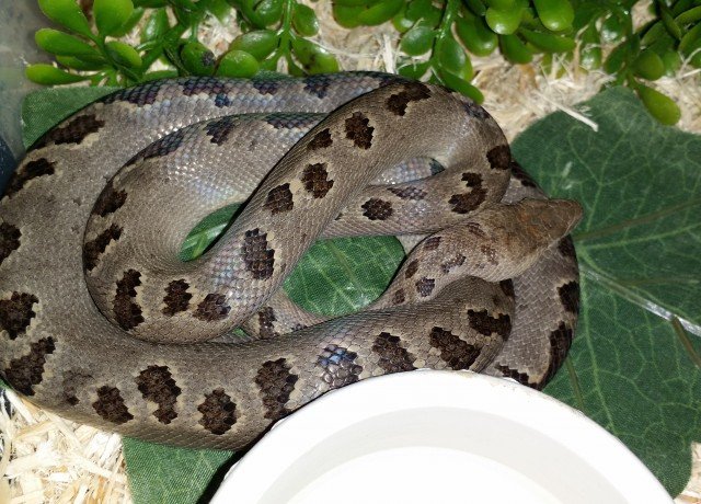 Turks & Caicos Boa Chilabothrus chrysogaster