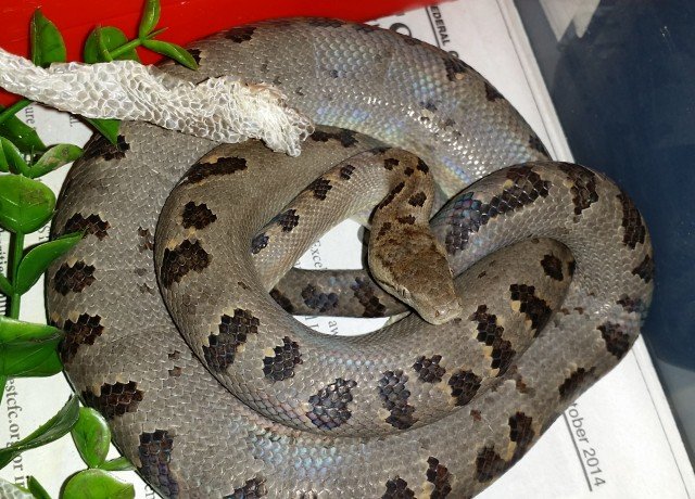 Turks & Caicos Boa Chilabothrus chrysogaster
