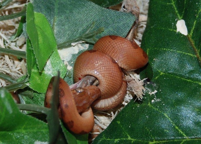 Turks & Caicos Boa Chilabothrus chrysogaster