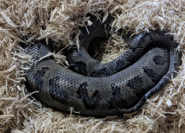 Turks & Caicos Boa Chilabothrus chrysogaster