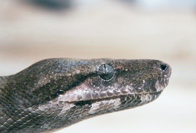 Clouded Boa Boa nebulosa