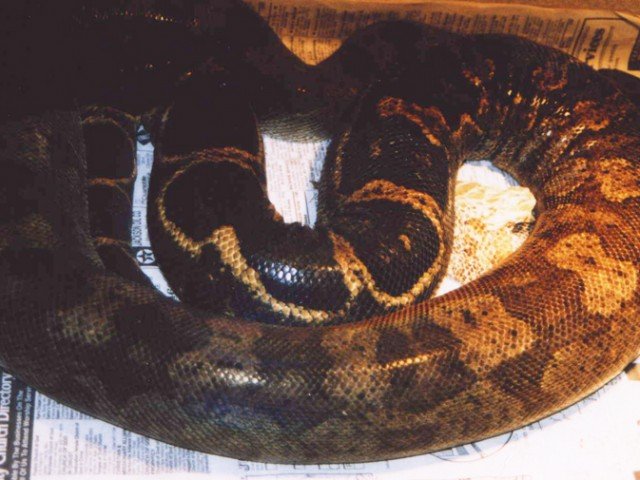 Clouded Boa Boa nebulosa