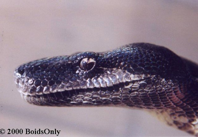 Clouded Boa Boa nebulosa