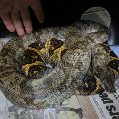 Boa nebulosa