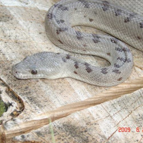 Chilabothrus exsul