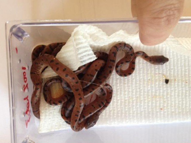 Abaco Island Boas Chilabothrus exsul
