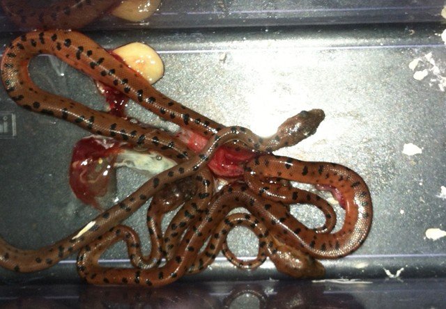 Abaco Island Boas Chilabothrus exsul