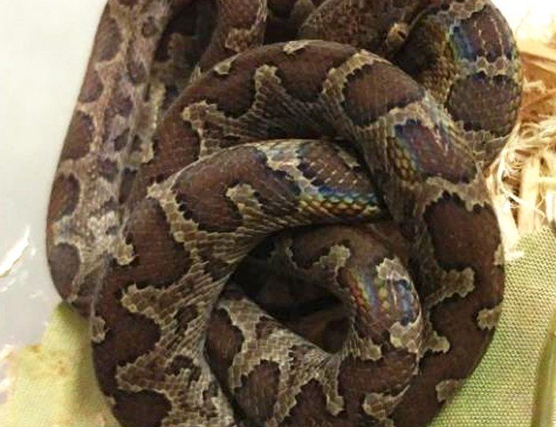 Ford’s Boa Chilabothrus fordii