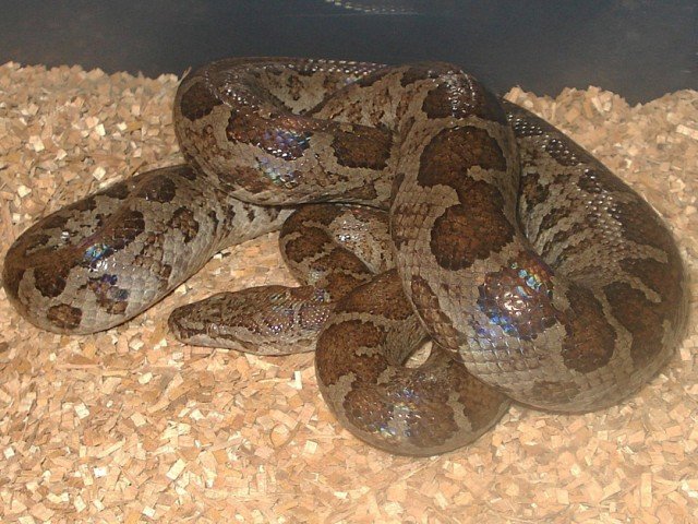 Fords Boa Chilabothrus fordii