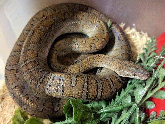 <a href="https://westindianboas.org/west-indian-boas/genus-chilabothrus/fordii/">Ford’s Boa</a> Chilabothrus fordii