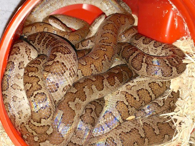 Ford´s Boa Chilabothrus fordii