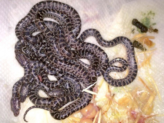 Ford´s Boa Chilabothrus fordii