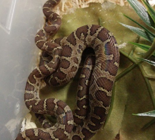 Ford´s Boa Chilabothrus fordii