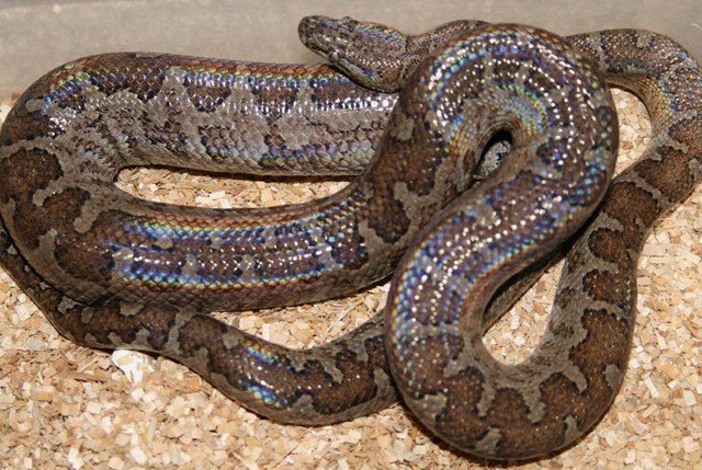 Ford´s Boa Chilabothrus fordii