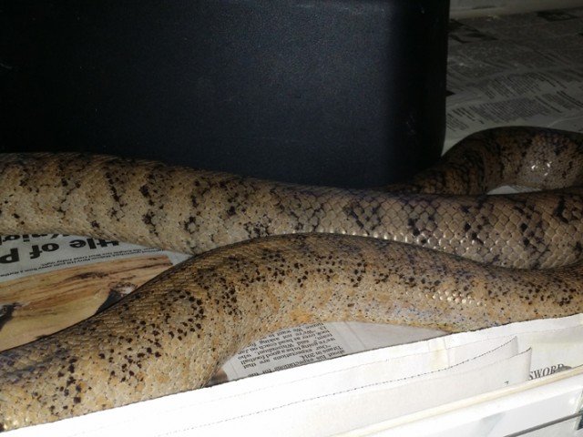 Puerto Rican Boa Chilabothrus inornatus