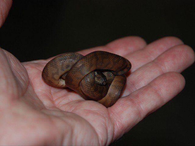 Puerto Rican Boa Chilabothrus inornatus