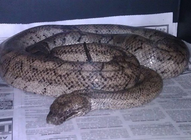 Puerto Rican Boa Chilabothrus inornatus