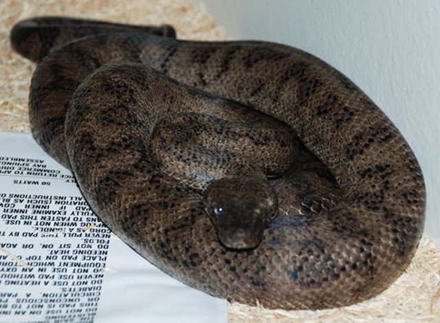 <a href="https://westindianboas.org/west-indian-boas/genus-chilabothrus/inornatus/">Puerto Rican Boa</a> Chilabothrus inornatus