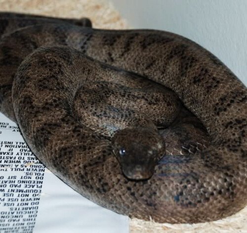 Chilabothrus inornatus