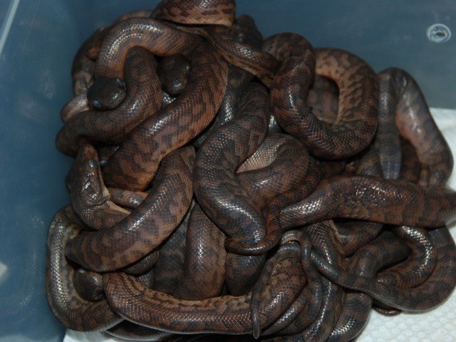 Puerto Rican Boa Chilabothrus inornatus