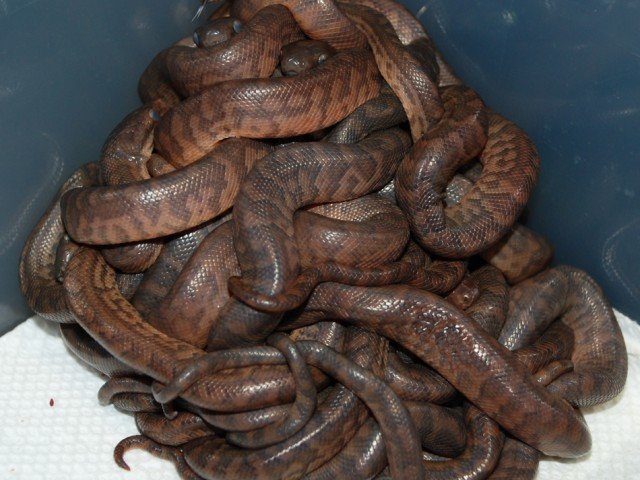 Puerto Rican Boa Chilabothrus inornatus