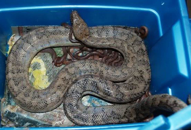 Puerto Rican Boa Chilabothrus inornatus