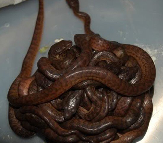 Puerto Rican Boa Chilabothrus inornatus