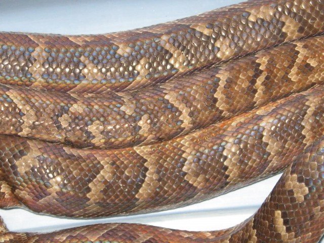 Haitian Boa Chilabothrus striatus