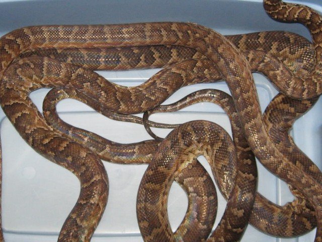 Haitian Boa Chilabothrus striatus