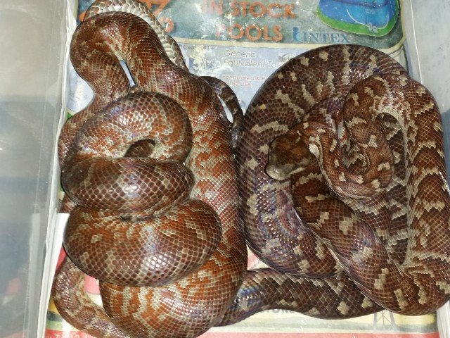 Haitian Boa Chilabothrus striatus